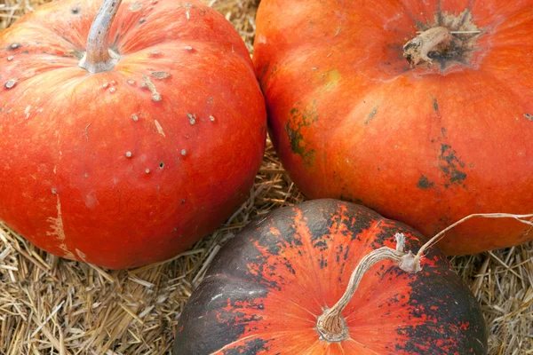 Huge pumpkin in hay — Stock Photo, Image