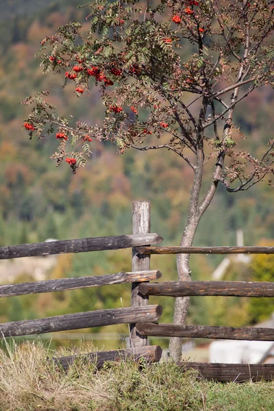 Autumn in the Carpathian Mountains — Stock Photo, Image