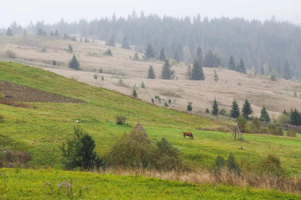 Autunno sulle montagne dei Carpazi — Foto Stock