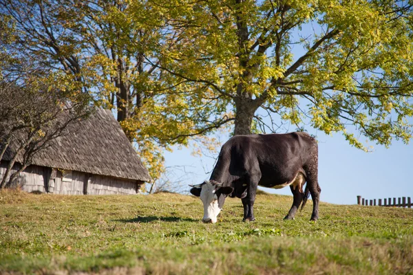 Cow on a pasture — Stock Photo, Image