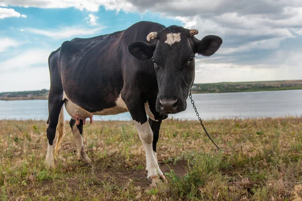 Black cow in the countyside — Stock Photo, Image