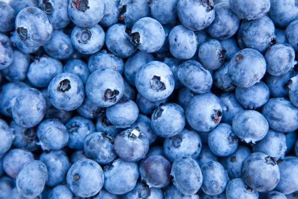 Blueberries macro photo — Stock Photo, Image
