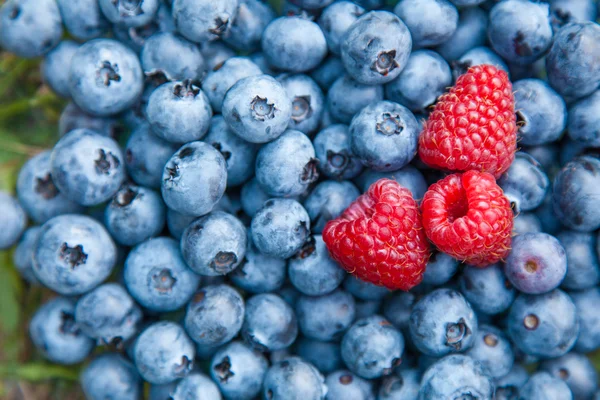 Blueberry with raspberry macro photo — Stock Photo, Image