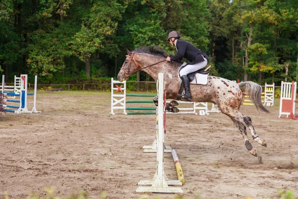 Wroclaw, Polonia: SEPT 29 - Juicios a caballo en Wroclaw —  Fotos de Stock