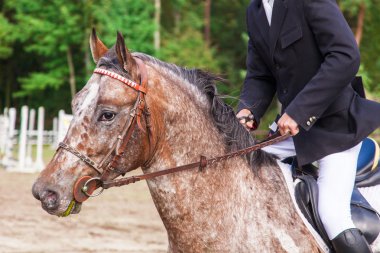 at üzerinde bir yarışma