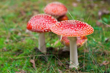 Fly-agaric ormanda