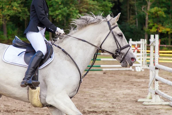 Cavalos em uma competição — Fotografia de Stock