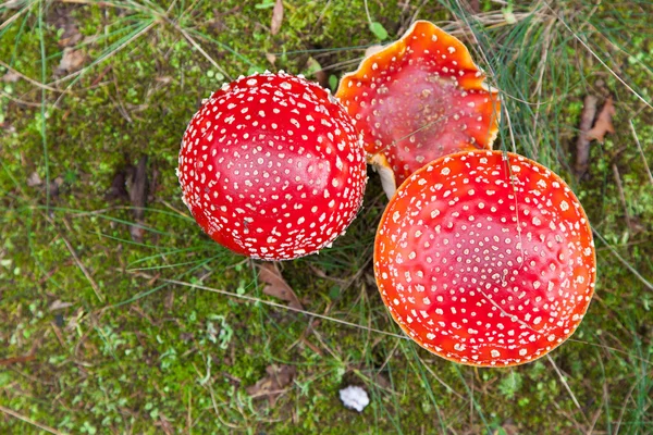 Fly-agaric in a forest — Stock Photo, Image