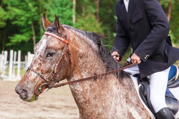 at üzerinde bir yarışma