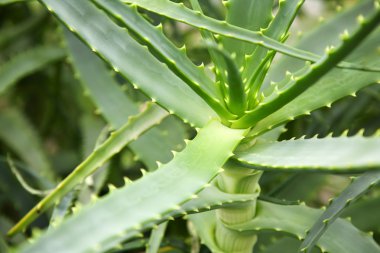 aloe vera bitkisi