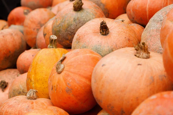 Fresh pumpkins — Stock Photo, Image