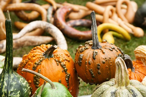 Calabazas frescas —  Fotos de Stock