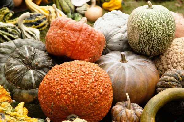 Fresh pumpkins — Stock Photo, Image