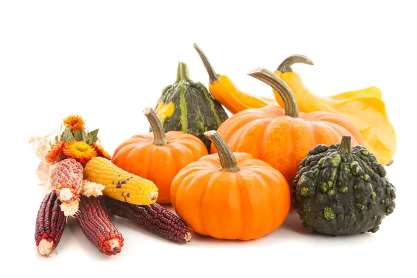 Pumpkins isolated on white background — Stock Photo, Image