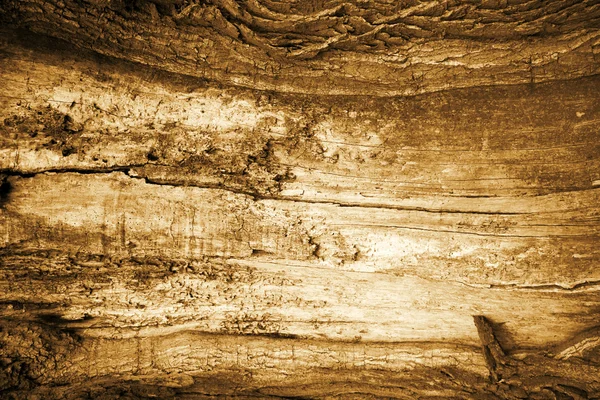 Textura del árbol viejo — Foto de Stock
