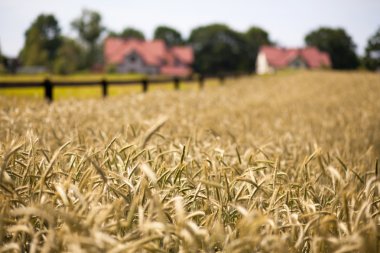 Kırsalda buğday tarlası