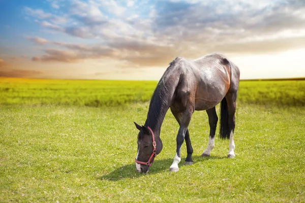 Cheval sur un pâturage — Photo