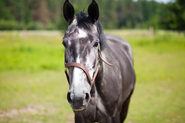 Hest på beite – stockfoto