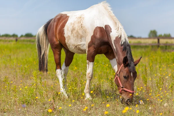 Caballo en un pasto — Foto de Stock