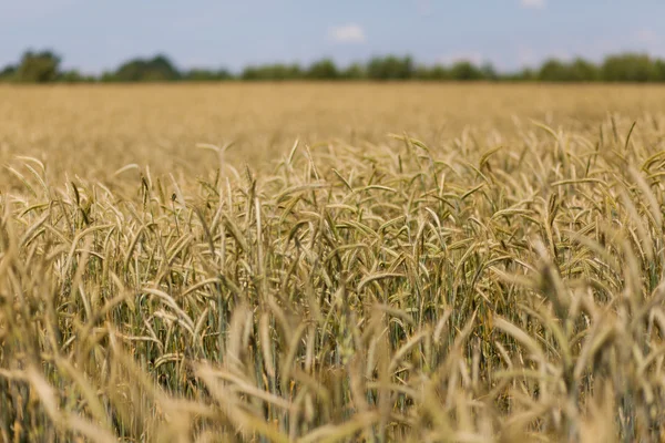 Vetefält på landsbygden — Stockfoto