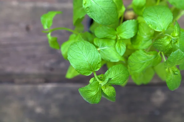 Frische Pfefferminze auf einem Holztisch — Stockfoto