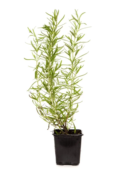 Rosemary leaf — Stock Photo, Image
