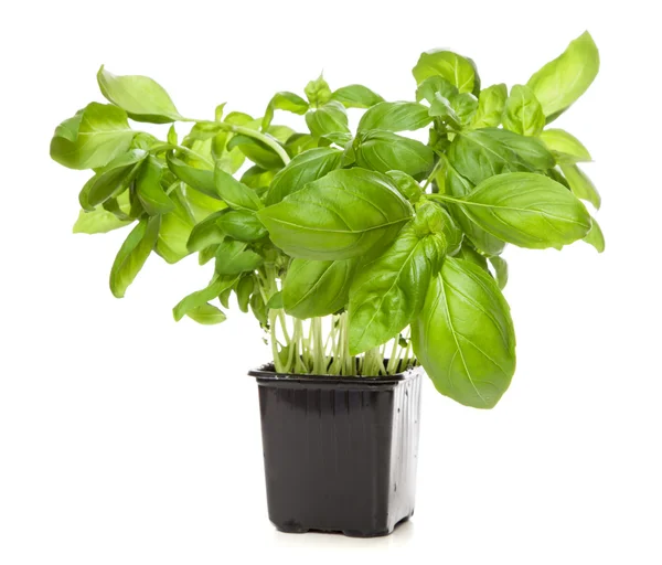 Basil leaf — Stock Photo, Image