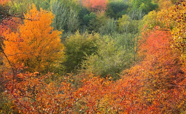 Foresta autunnale — Foto Stock