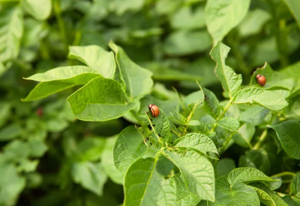 Larva de besouro-do-colorado — Fotografia de Stock