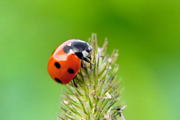 Coccinella — Foto Stock