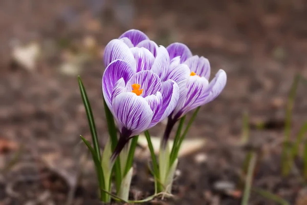 Lente crocus — Stockfoto