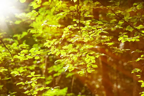 Spätsommerwald — Stockfoto