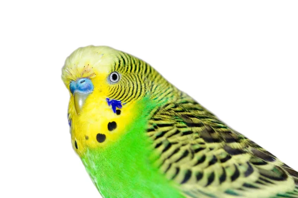 Budgie... — Fotografia de Stock