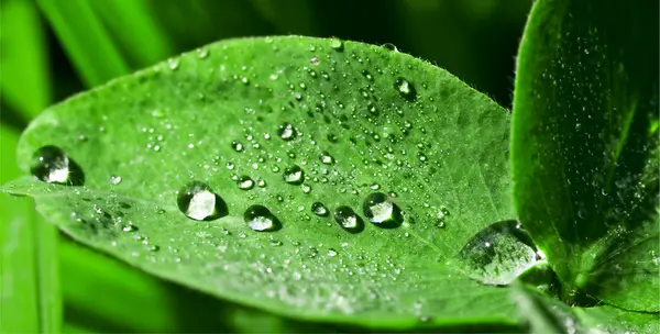 Water drops — Stock Photo, Image