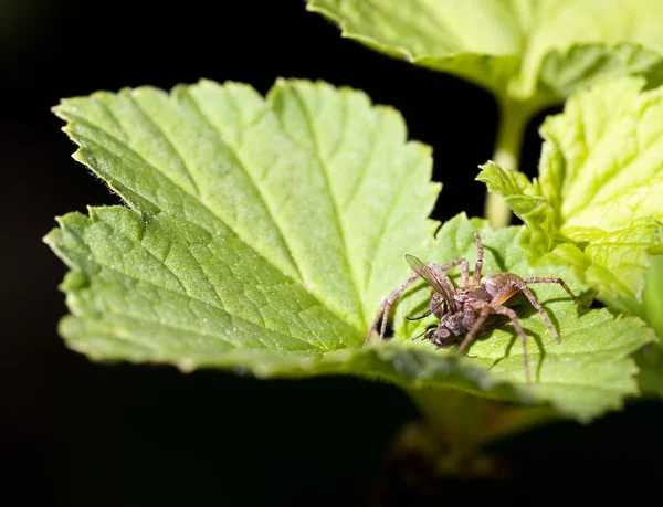 Araña y mosca — Foto de Stock