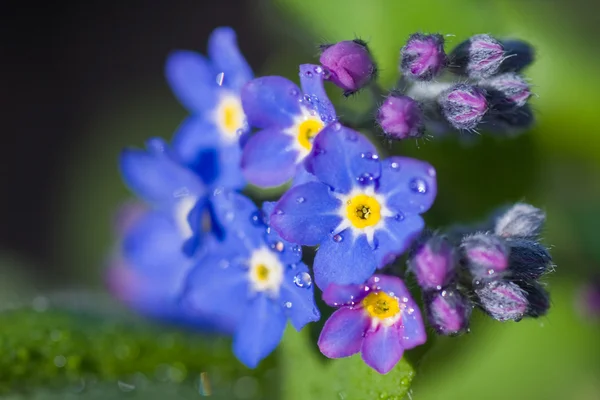 Forget-me-not — Stockfoto