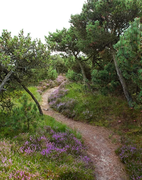 Wanderweg — Stockfoto