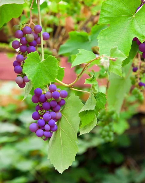 Uvas vermelhas — Fotografia de Stock