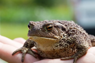 Sıradan kurbağa Bufo bufo