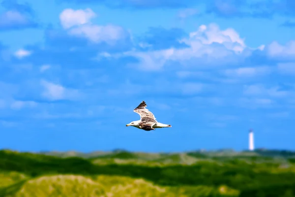 Gaivota — Fotografia de Stock