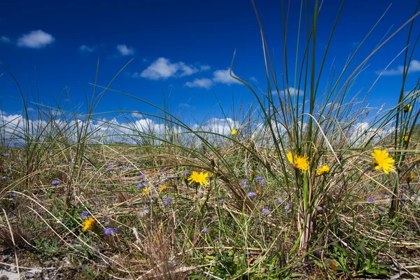 Dünengras — Stockfoto