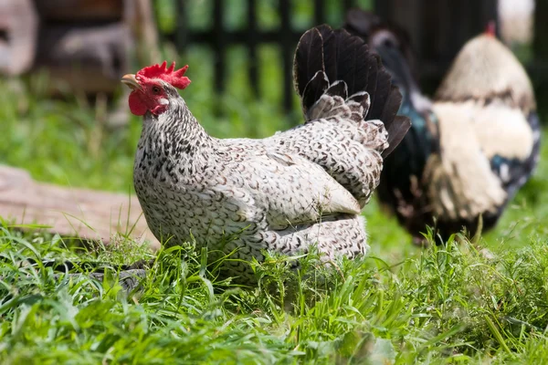 鶏とオンドリ — ストック写真