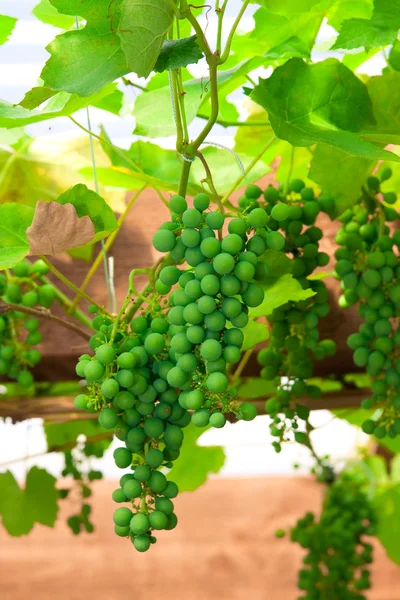绿色鲜食葡萄 — 图库照片