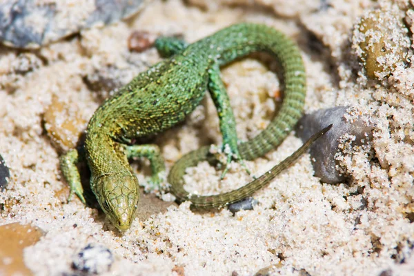 Lagarto — Fotografia de Stock