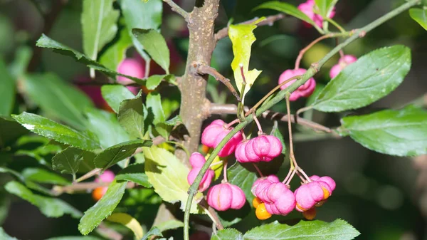 Rosa Frukt Europeiskt Eller Vanligt Spindelträd — Stockfoto