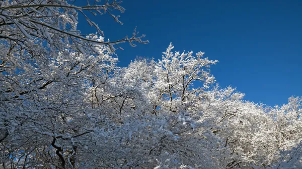 Açık Mavi Gökyüzü Ile Kaplı Çalılar Kar — Stok fotoğraf