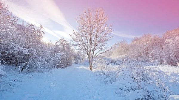 Paysage Hiver Avec Soleil Matin — Photo