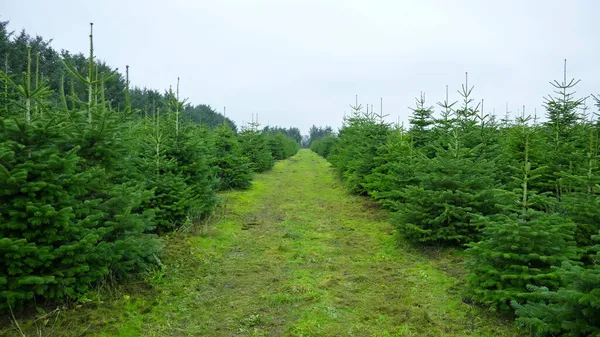 Plantación Con Abetos Navidad Verde —  Fotos de Stock