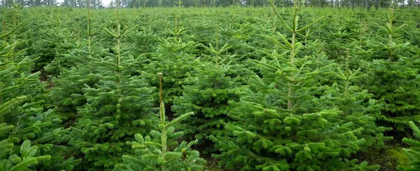 Plantage Mit Grünen Weihnachtstannen — Stockfoto