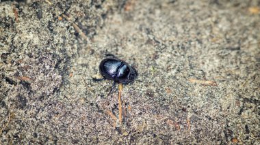 Yerdeki sıkıcı bok böceği.